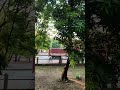 3 container trucks passing near Japanese Garden #container #containertruck #truck
