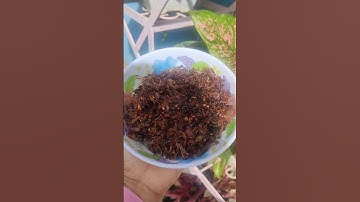 Shredded smoked beef pickle| Cooking series EP 1 🫣 #cookingseries #meghalaya #picklerecipe #garo
