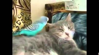 Коты и птицы Cats and birds Как коты уживаются с птицами Прикольное видео! Коты и птицы Cats and birds Как коты уживаются с птицами Прикольное видео!