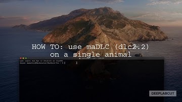Using maDLC/ DeepLabCut 2.2 with a *single animal*