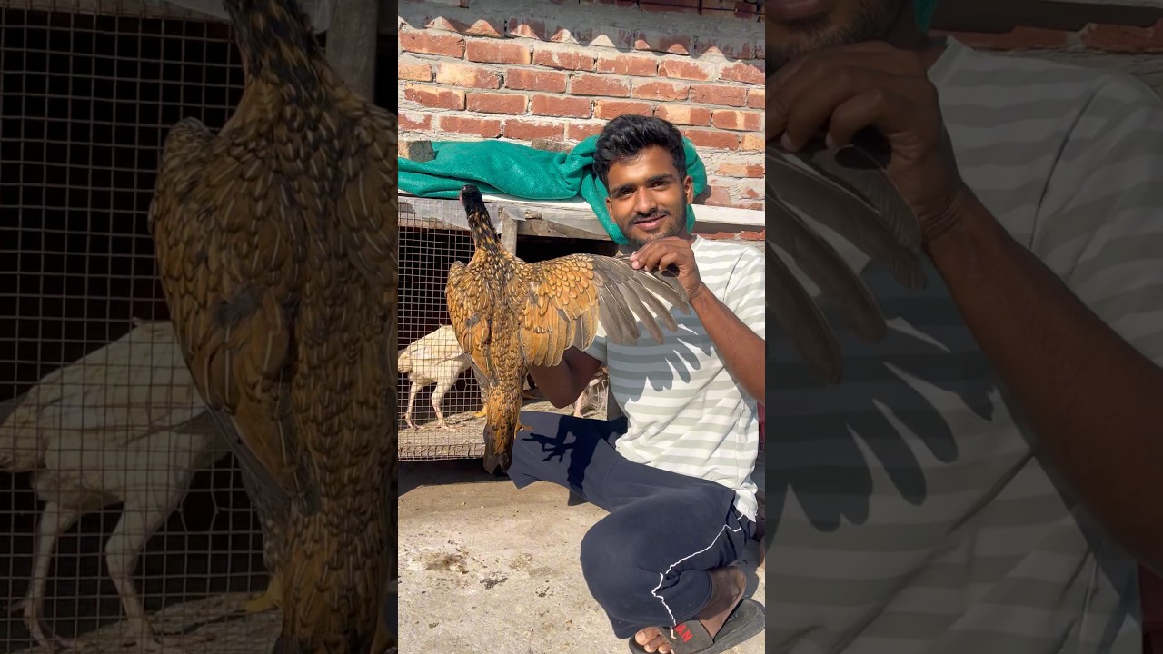 Ye kaisi murgi hai😲 