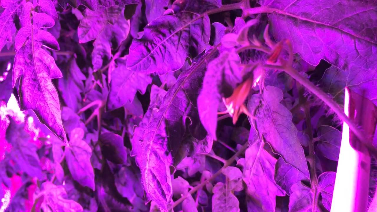 Tomato blossom pollination using an electric toothbrush YouTube