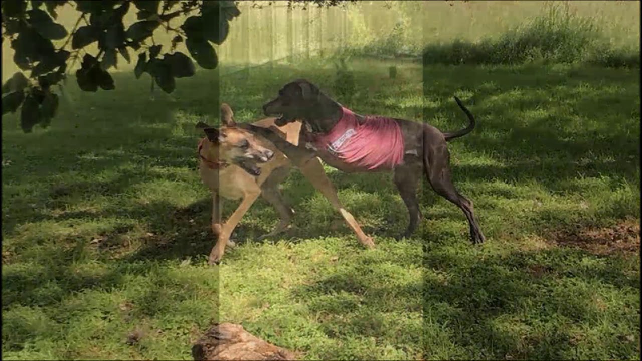 Austin Vet Diagnostic Hospital Blu's Story YouTube