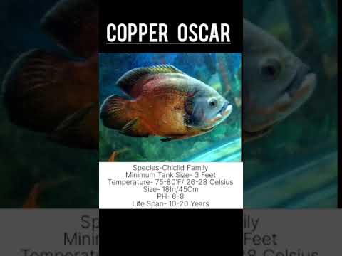 Top 15 Oscar