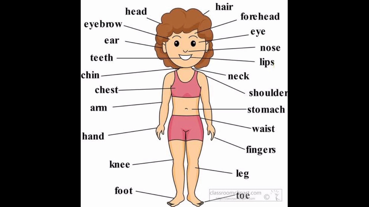 Body for kids wordwall. Части тела. Body Parts. Body Parts Vocabulary. Презентация body Parts for Kids