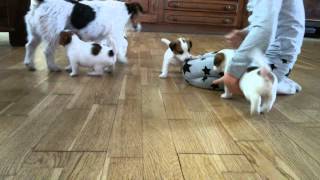 JRT z Bobolandu Miot D