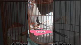 4 Penyebab Murai Batu Cabut Bulu  shorts