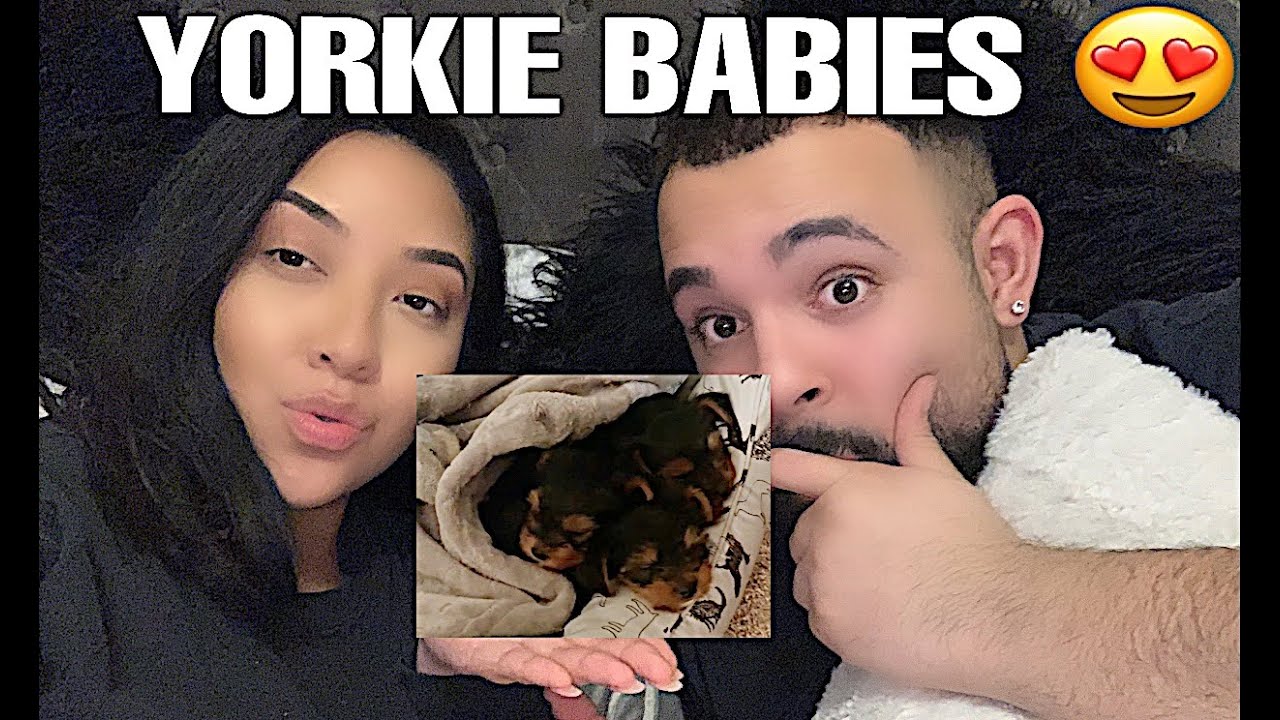 OUR YORKIES HAD BABIES !!!!! ( UPDATE ) - YouTube