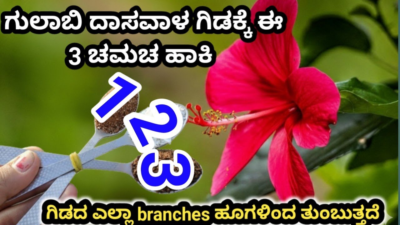 ಗುಲಾಬಿ ದಾಸವಾಳ ಗಿಡಕ್ಕೆ ಈ 3 ಚಮಚ ಹಾಕಿ\Hibiscus plant fertilizer\ಗಿಡದ ಎಲ್ಲಾ branches ಹೂಗಳಿಂದ ತುಂಬುತ್ತದೆ\