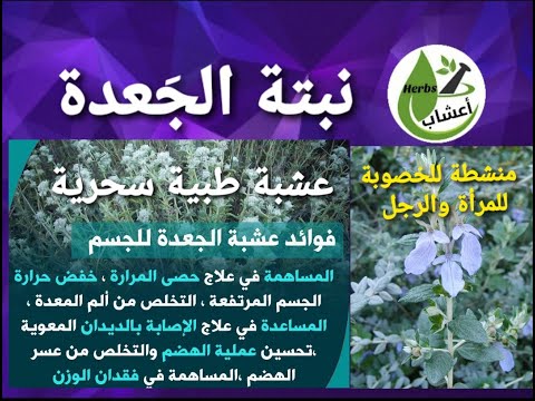 الجعدة عشبة طبية سحرية تعالج امراض مزمنة وفوائد ستعرفها لاول مرة الجعدة الج عدة امراض مزمنة