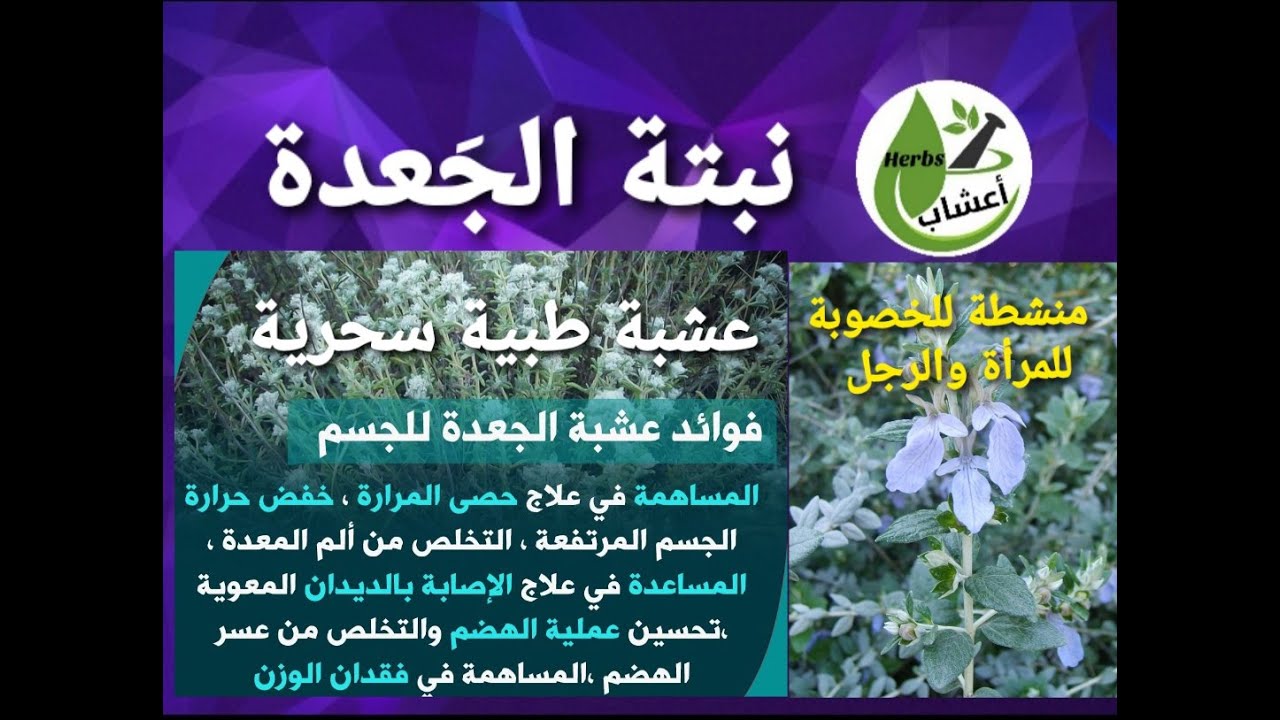الجعدة ، عشبة طبية سحرية ، تعالج امراض مزمنة وفوائد ستعرفها لاول مرة ...