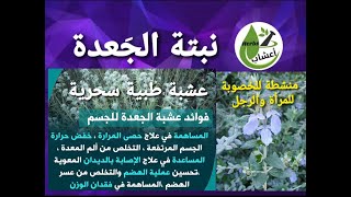 الجعدة ، عشبة طبية سحرية ، تعالج امراض مزمنة وفوائد ستعرفها لاول مرة . #الجعدة #الجَعدة #امراض_مزمنة