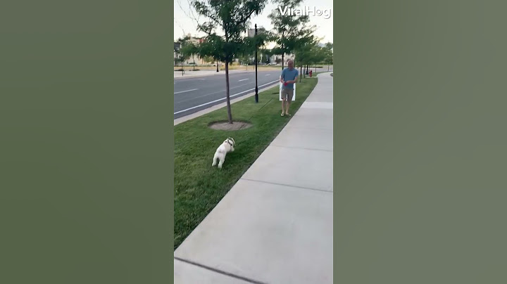 Excited Doggy Drags Man Along For Zoomies
