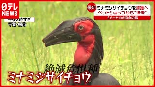 ２ｍの 肉食鳥 がペットショップから逃走 ミナミジサイチョウ 捕獲は 21年6月4日放送 News Every より Youtube