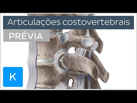 Vídeo: Quantas articulações costocondrais existem?