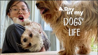 A Day In My Dogs Life Yla Dizon