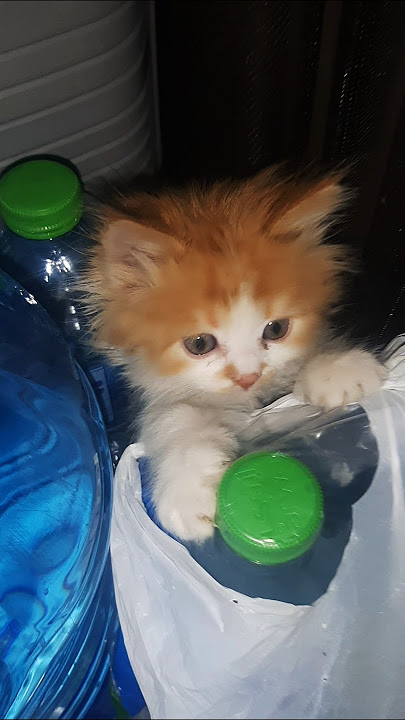 Porno godaklar barcha teshiklarda becerdin olish