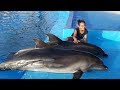 Dauphins ❤️ 🐬 : Dolphin world🐬 agadir Une journée inoubliable ❤️❤️ 10 Aliae