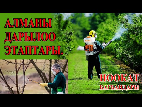 Video: Алма дарагынын оорулары: алма дарагын өстүрүүдөгү жалпы көйгөйлөр