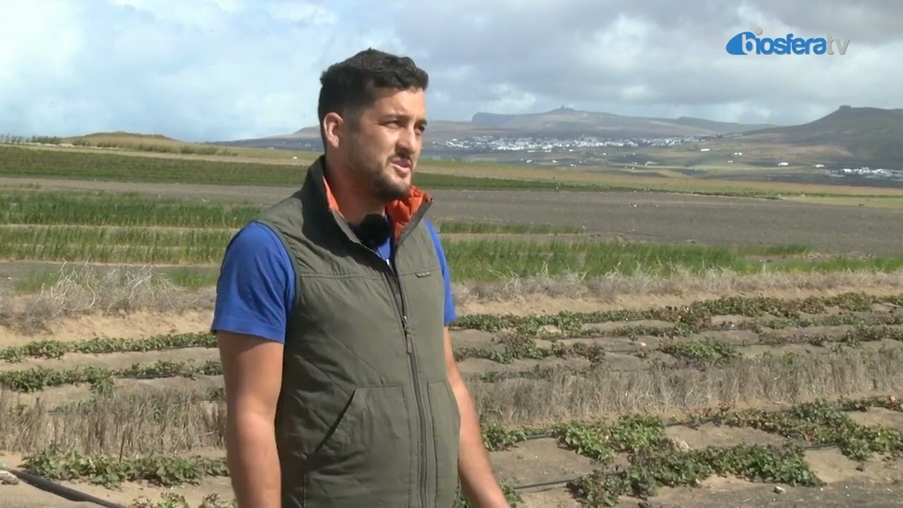 Cultivo de la batata - Sotero Martin-  Soo (Lanzarote)
