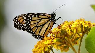 monarch butterflies awake @bmatson3