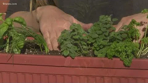 How to plant a windowsill herb garden