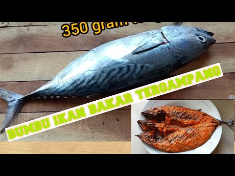 Bakaran Ikan Tongkol
