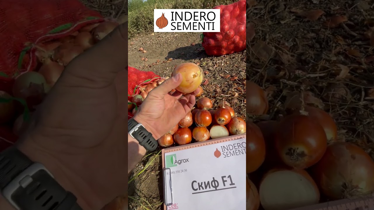 Скиф F1: Ультраранний лук для самой высокой цены 