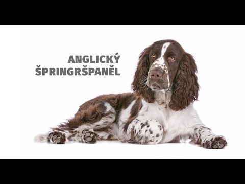 Video: Plemeno Psov Plemena Sussex Spaniel, Hypoalergénne, Zdravie A životnosť