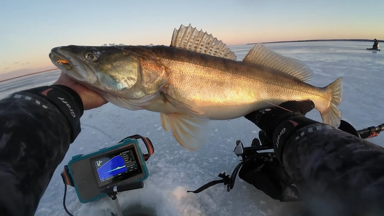 Эта НОВАЯ приманка КУРЬЕР выловит всего СУДАКА! Поклевки под водой.