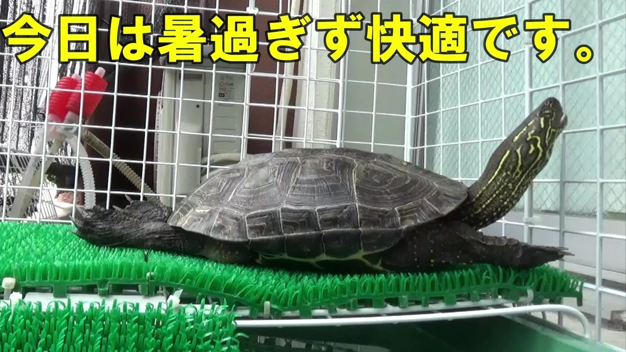 【クサガメ】今日は快適だったもじお【ネコ】