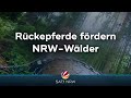 Rückepferde fördern NRW-Wälder