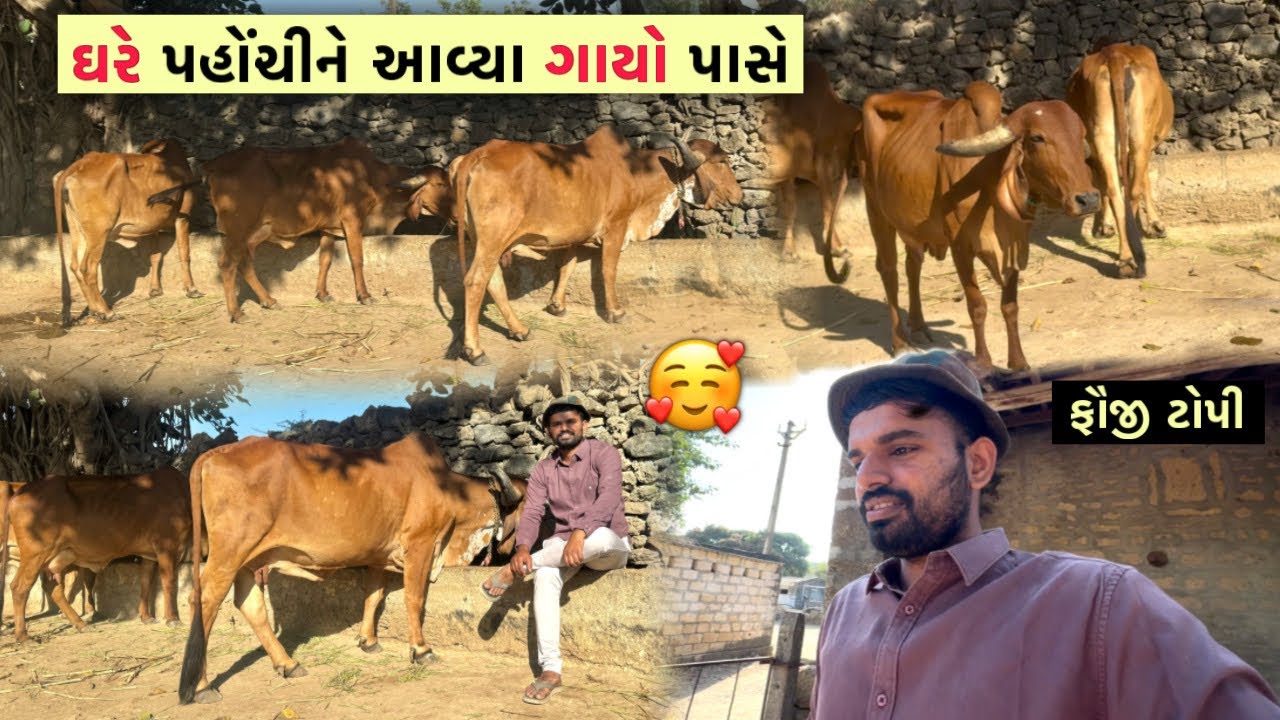 ઘરે આવ્યા નો દિવસ-૧🥰| ગાયો પાસે ગયા એ પણ “ફૌજી” ની ટોપી પહેરીને 🔥