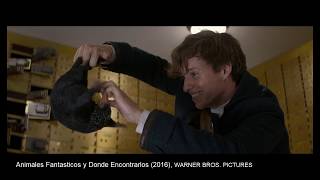 Animales Fantásticos Y Donde Encontrarlos - Niffler En El Banco.