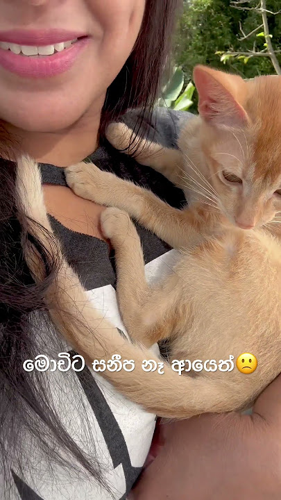 මොචිට සනීප නෑ ආයෙත්🙁 Mochi is sick again #cat #catlover #ytshorts #cutecat