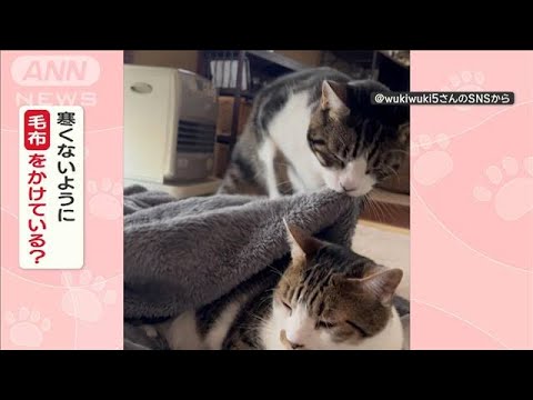黒猫 on X: 