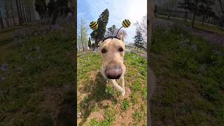 “360° Dog POV – Insane Footage!”