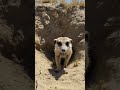 Micro Back-Mounted Camera POV: Meerkat Underground Burrow Exploration Documentary