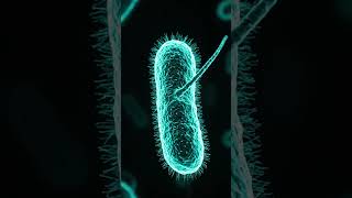 Bacteria