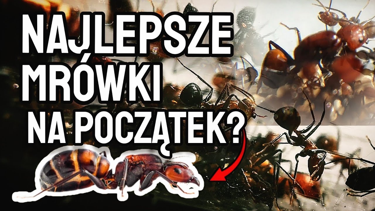 CAMPONOTUS NICOBARENSIS - Najlepsze Mrówki?