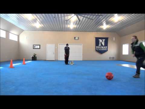 archie-(wire-fox-terrier)-boot-camp-trained-dog-video-minneapolis