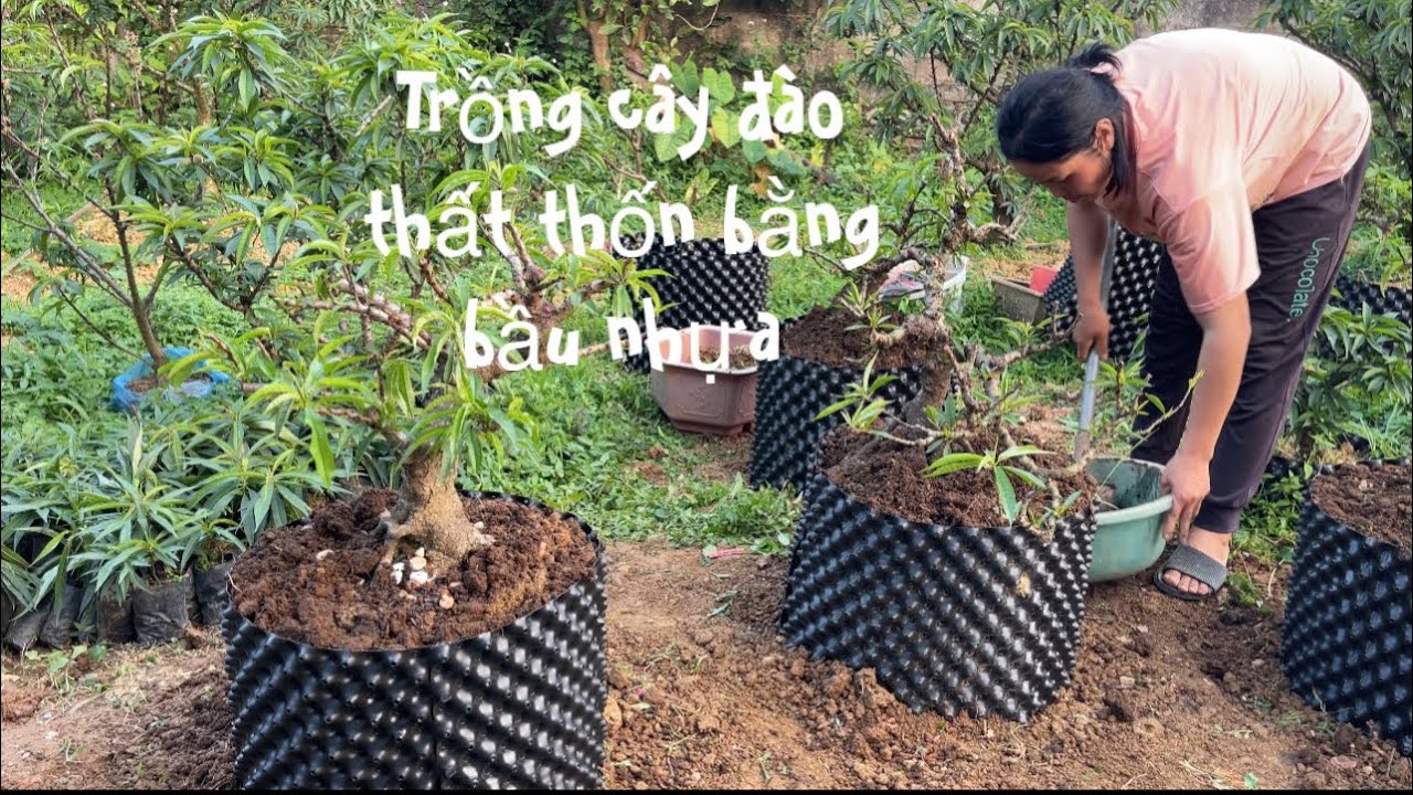 Trồng cây đào thất thốn bằng bầu nhựa , tiện lợi , có thể tái sử dụng