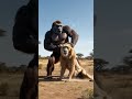 A gorilla overwhelming the lion #animals #lion #wildlife #nature