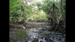 Mangrove-RESCUE: Understanding nature to protect coastal areas