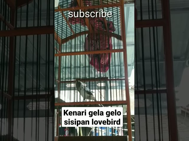 kenari ngekek suara lovebird class=