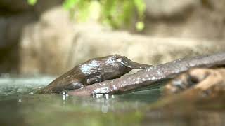 Platypus perfection. by San Diego Zoo Safari Park 8,004 views 2 years ago 53 seconds