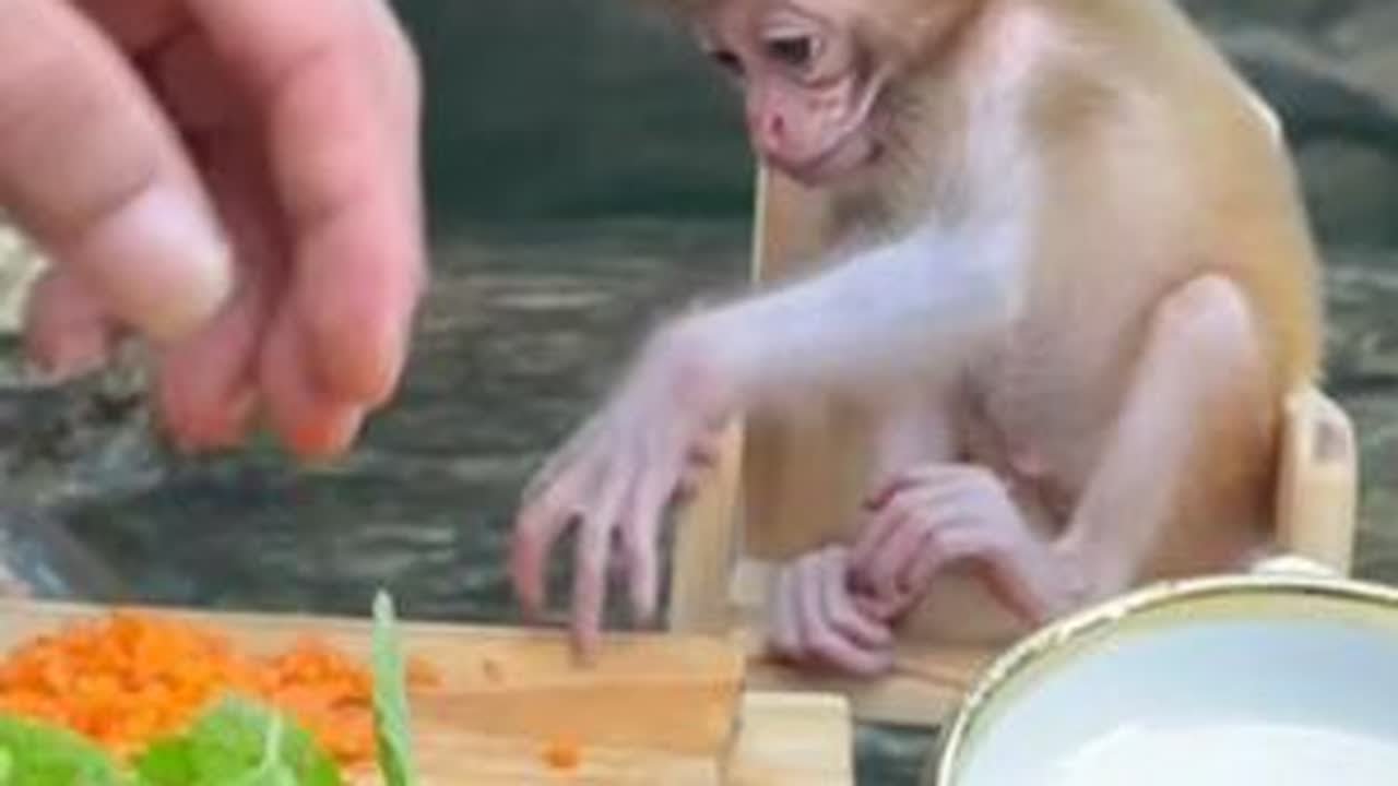 给小猴子小猪做好吃的 