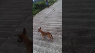Kawawang tuta nasagasaan ng dalawang beses.iniwan man lng lalaking
nagsagasa.