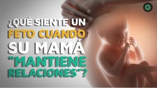 ¿Qué siente un feto cuando su madre “mantiene relaciones”?