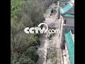 후베이 우한서 “온라인 벚꽃놀이”로 영웅도시의 꽃이 핀 아름다움을 감상 |CCTV 한국어방송